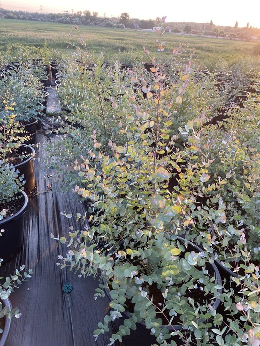 Деревья Эвкалипт Гунни Eucalyptus Gunni евкаліпт гунні гунніі ганна євкаліпт