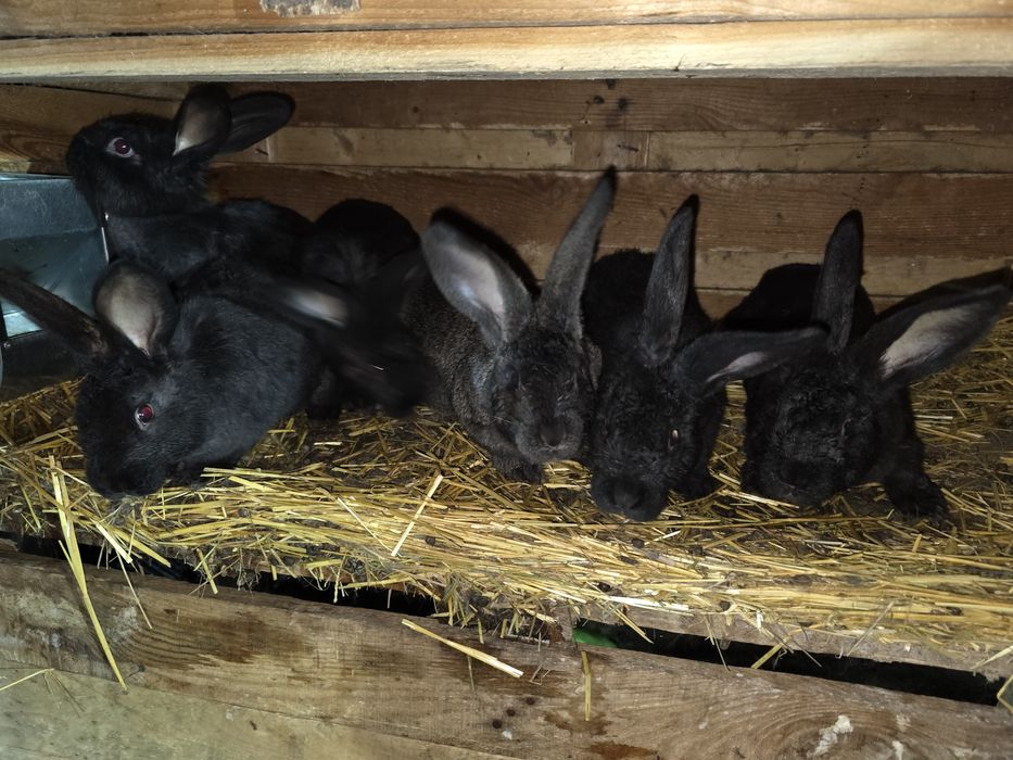 Кролики ціна за Шт