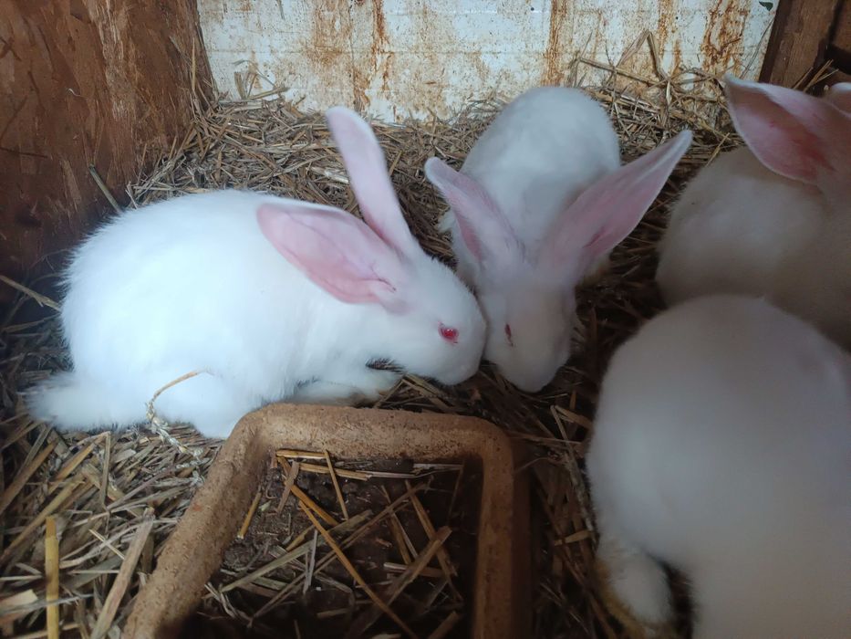 Belgijski Olbrzym Biały