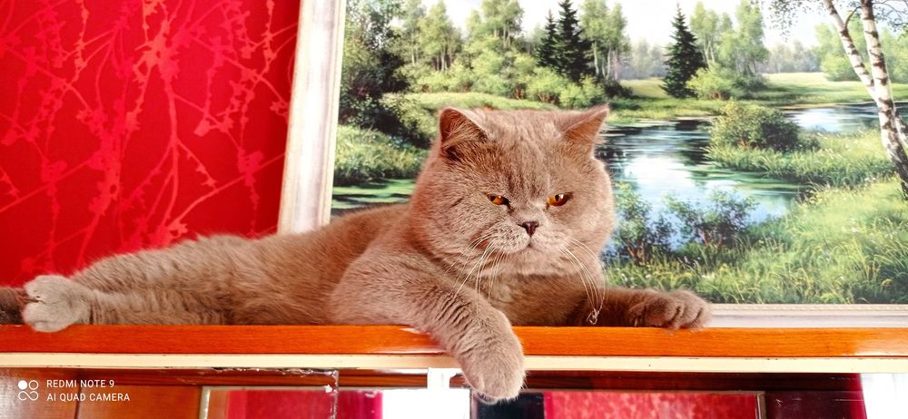 В'язка, Шотландський котик