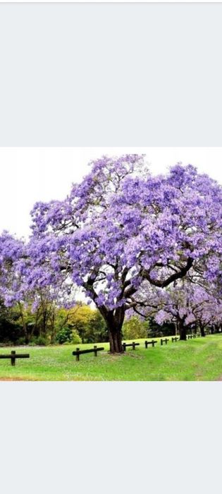 Paulawnia-drzewo tlenowe