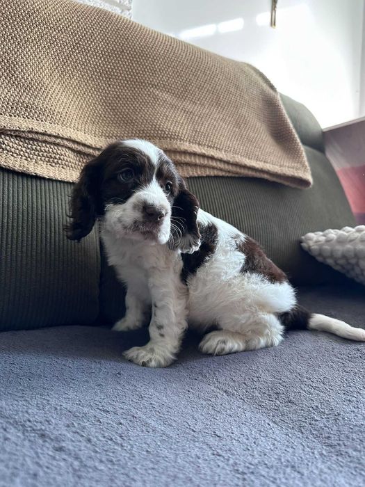 cocker spaniel angielski śliczny chłopczyk do odbioru