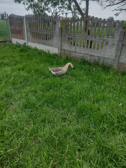 Gęś garbonosa karmiona naturalnie