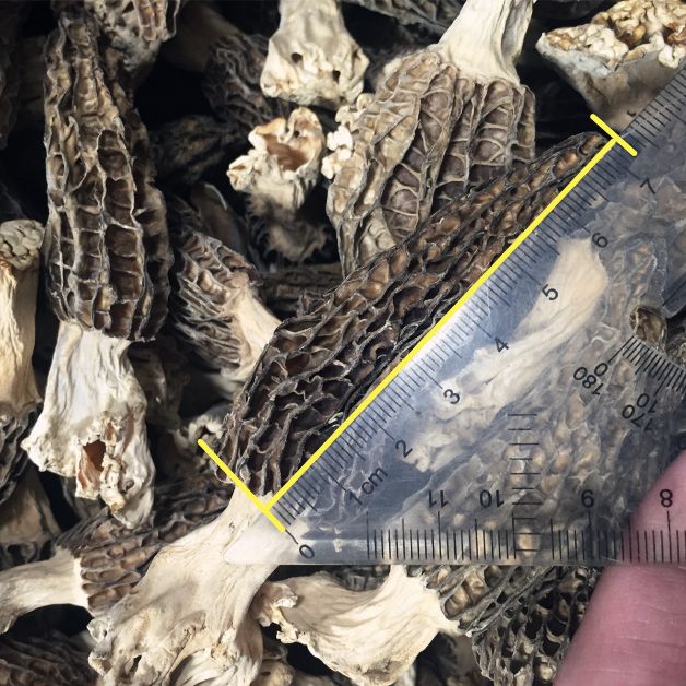 GRZYBY SUSZONE Morchella conica (Smardz Stożkowaty) 20 g.