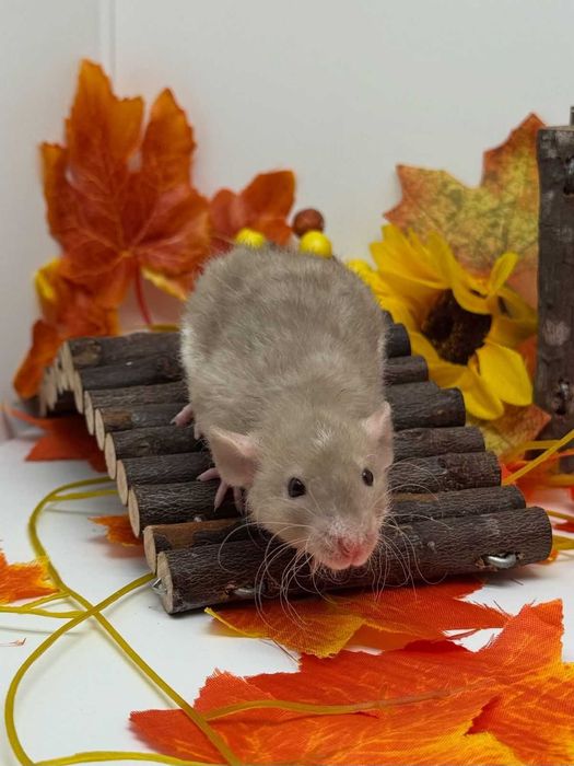 Крисята, криски, пацючки, пацюк, щурик