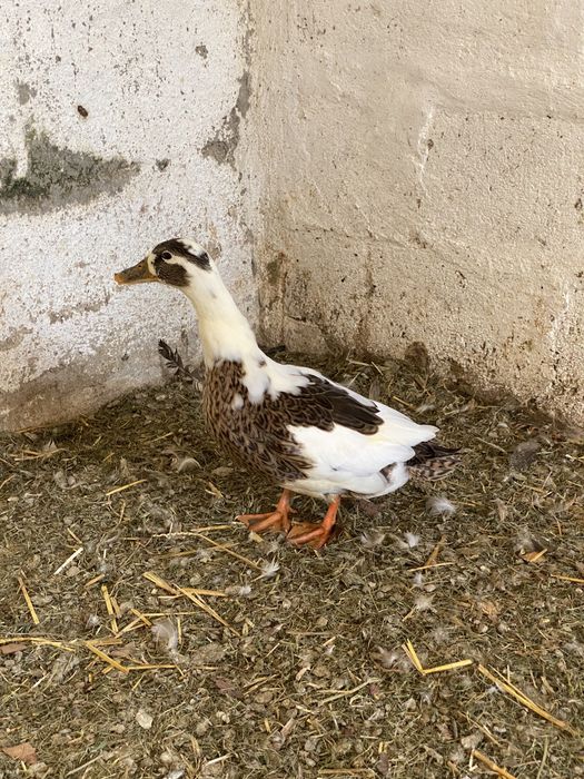Patos ornamentais de varias raças