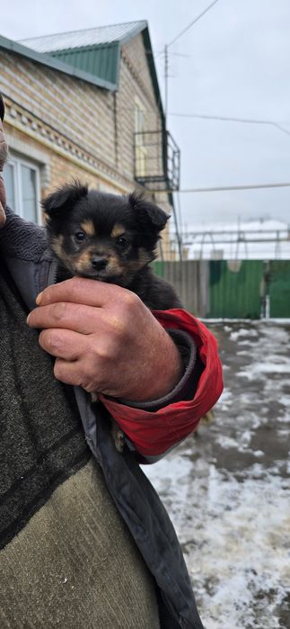 Маленьких клубочків в добрі руки