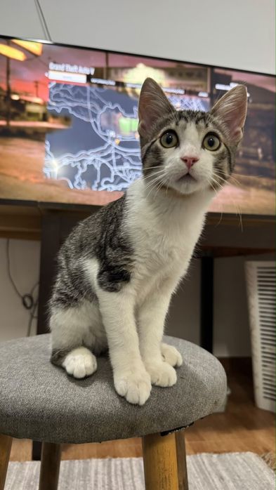 Gatinho macho, muito amigavel .
