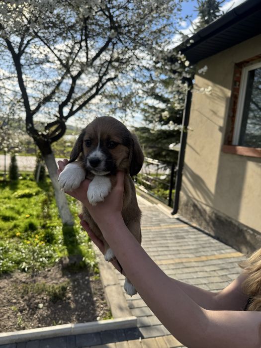 Продам цуценя на половину  бігль дівчинка