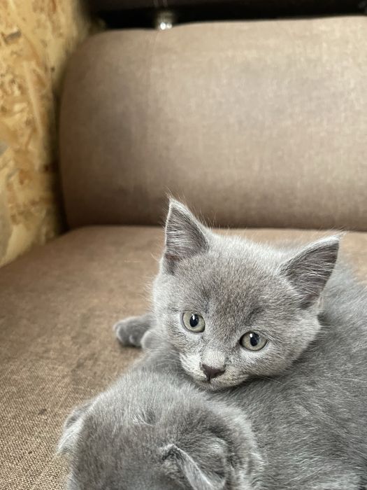 Шотландские котята