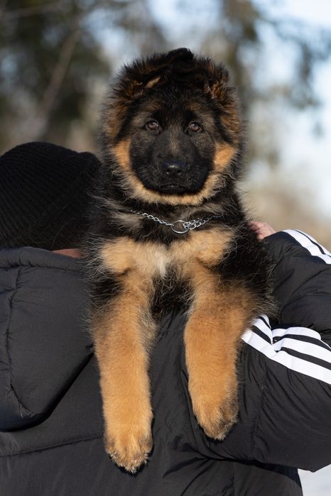 Цуценята німецької вівчарки КСУ