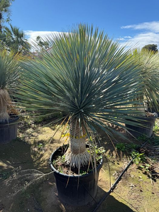 Yucca Rostrata juka roślina egzotyczna Palma Trachycarpus