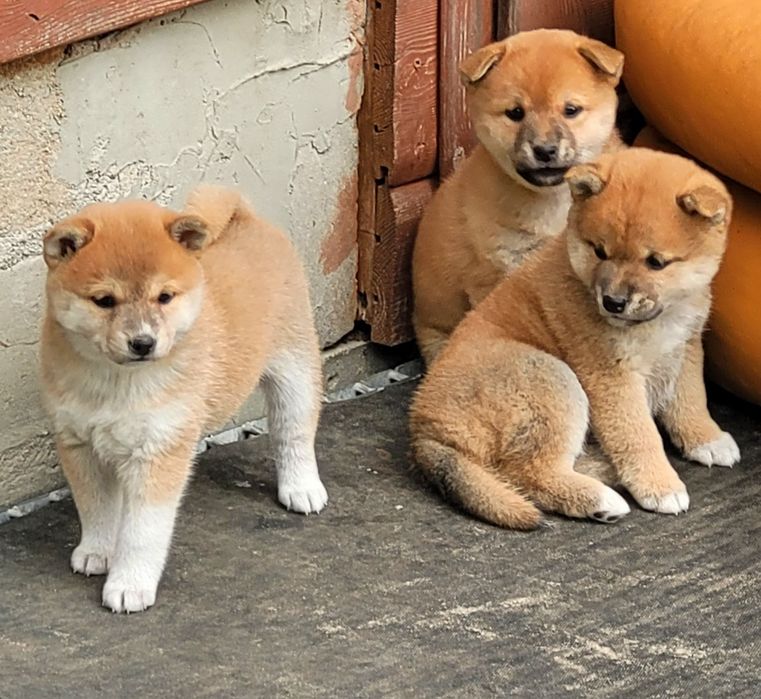 Shiba inu wzorcowe