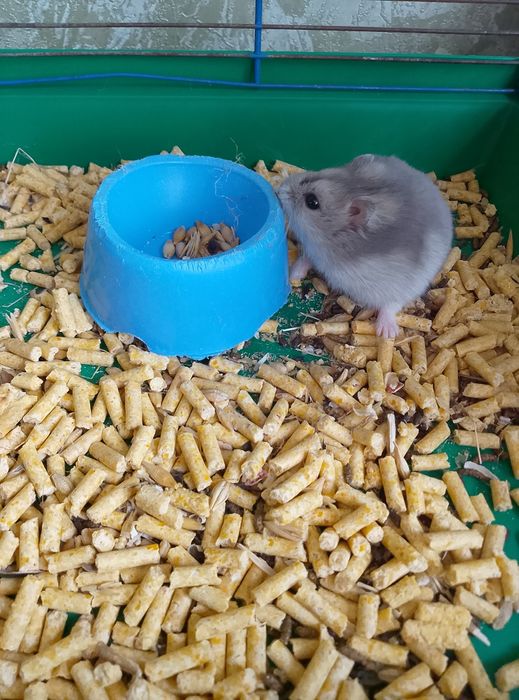 Джунгарский хомяк