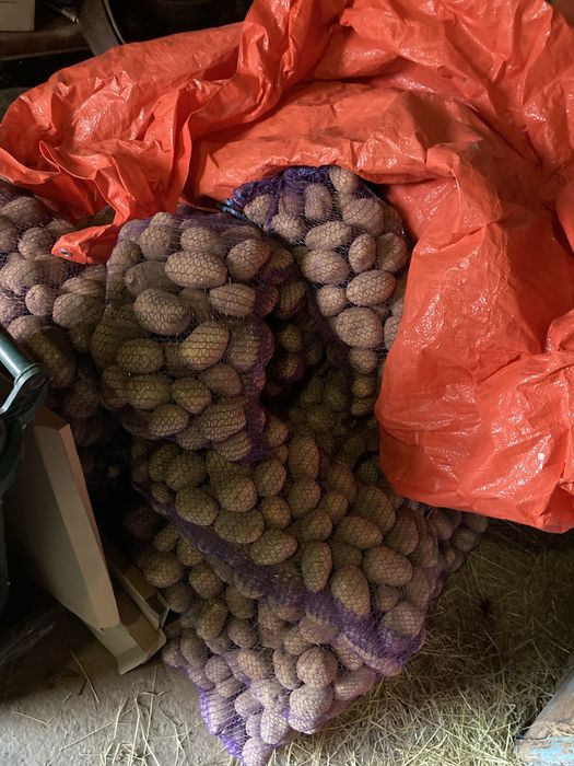 Картопля (домашня)