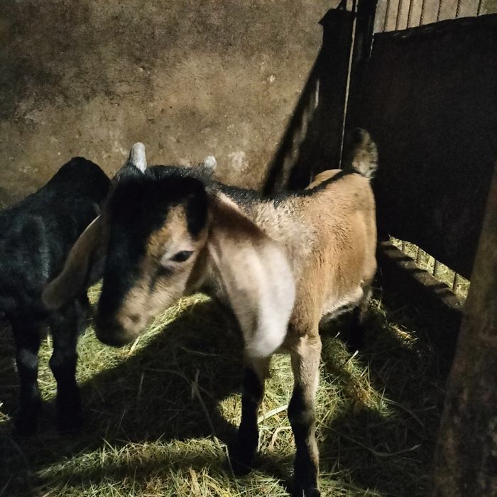 Продам козенят англонубійської породи