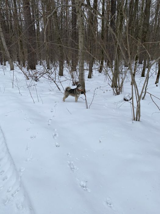 Продам лайку ЗСЛ