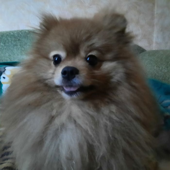 Померанский шпиц ищет девочкуу