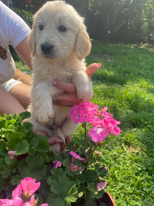 Golden retriever szczeniak Możliwy paszport!!