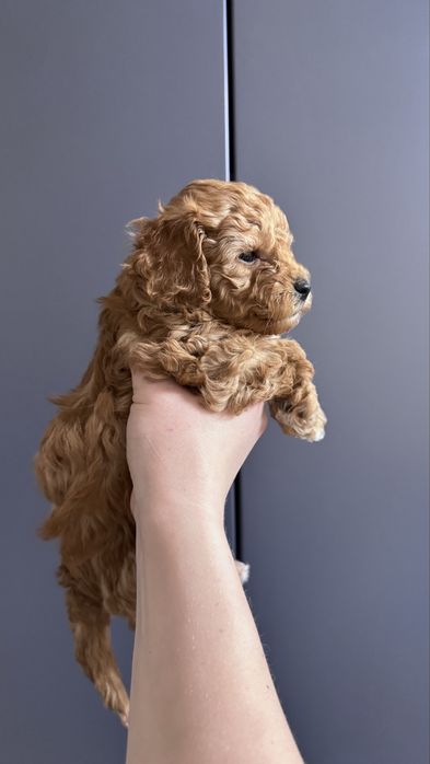 Щенята Мальтіпу F1