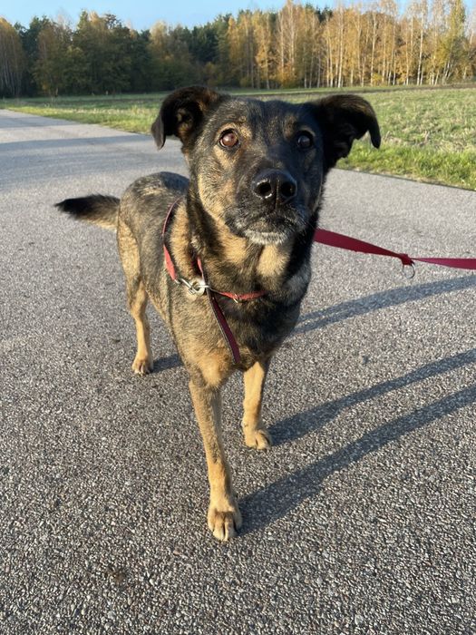 Ora szuka domu - daj jej szanse