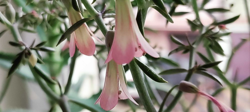 Żyworódka - młode roślinki - lecznicze - 2 sztuki.