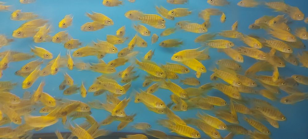 Pyszczaki Aulonocara Baenschi Benga Malawi Tanganika