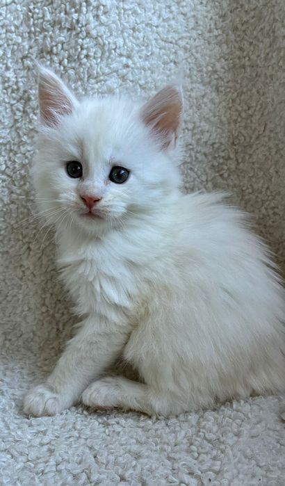 Kocur Maine Coon kocurek rudy ze srebrem
