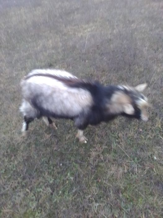 Продам молодых козликов