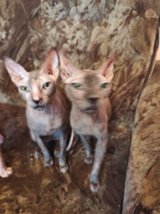 Sfinks doński gumeczki