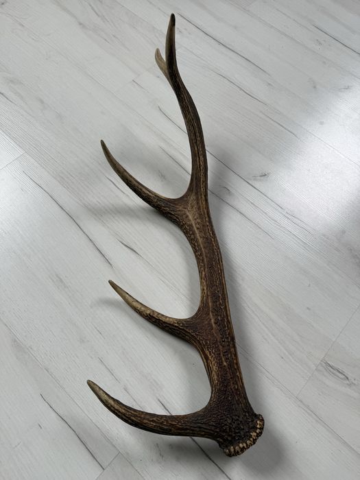 Poroże jelenia tyka zrzut