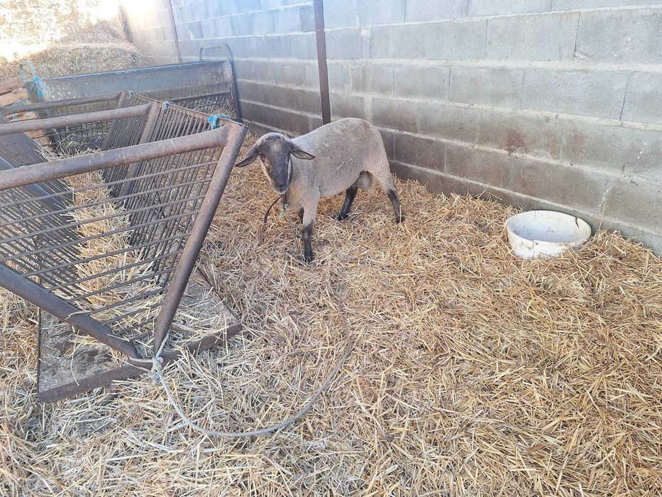 Borrego - Suffolk com Merino