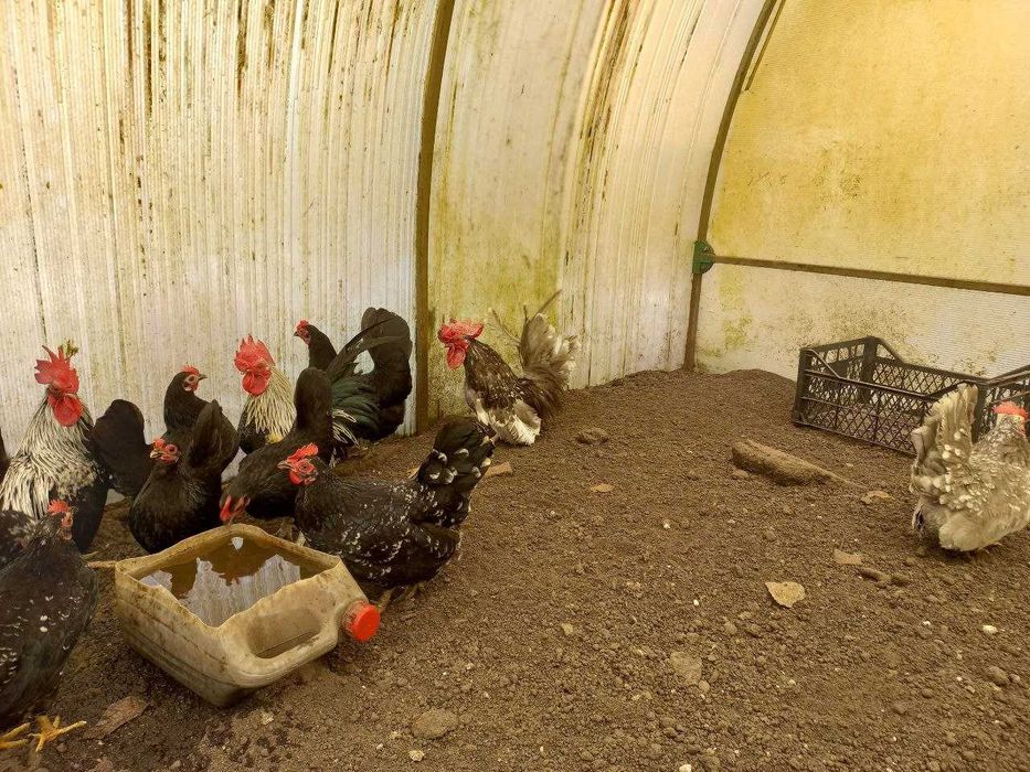 Продам  інкубаційне яйце    курей  порди шабо