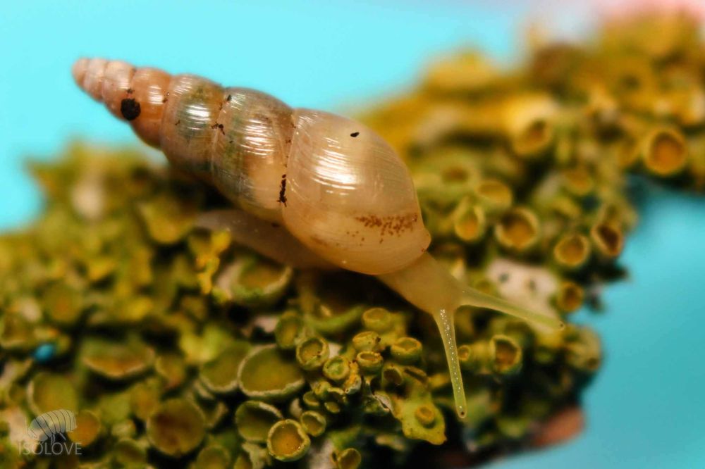 Subulina octona, piękne, ozdobne ślimaki