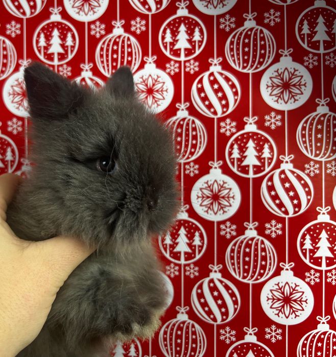 Piękne malutkie karzełki teddy karzełek teddy  mini teddy miniaturowe