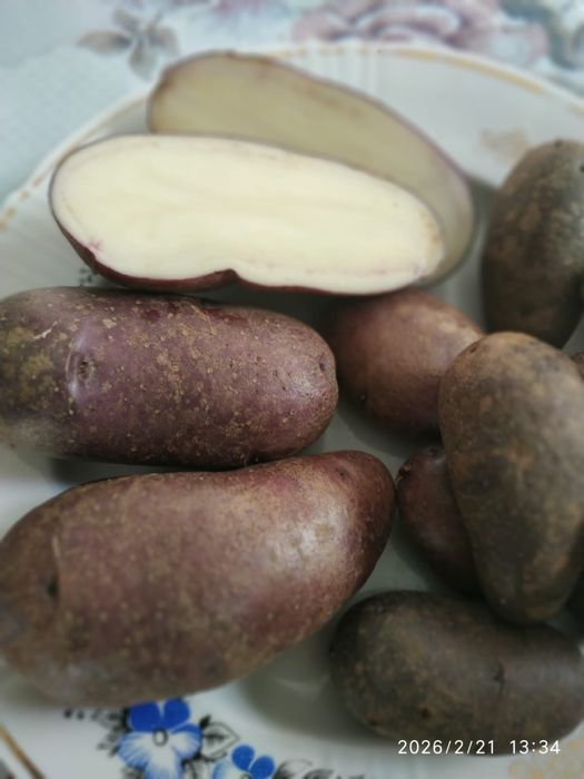 Картопля Циганка ,на посадку, насіннева, домашній сорт, синя, посадк