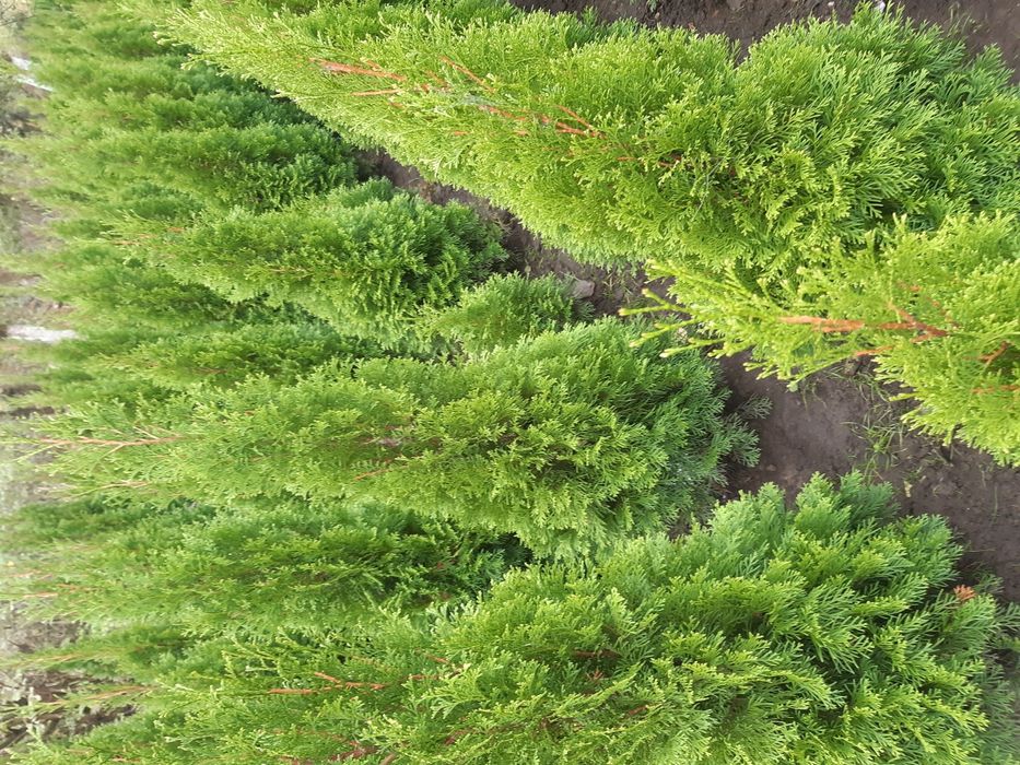 Туя Туї Смарагд 1