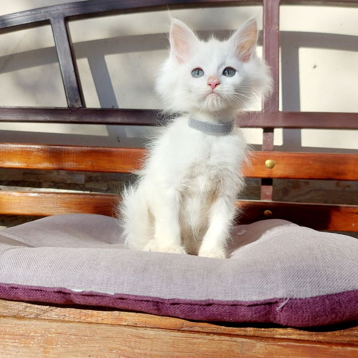 Велетні Мейн-кун