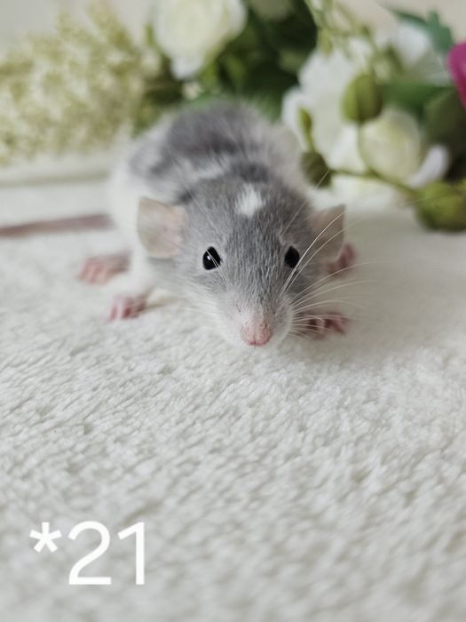 Szczurek szczur szczury