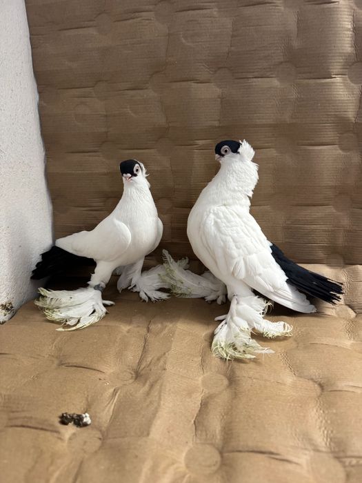 Krynki białostockie (para rozpłodowa)