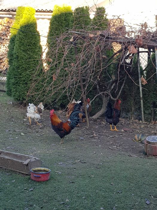 Sprzedam koguty roczne