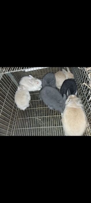 Coelhos anões holandês lionhead