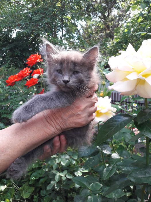 Пухнасте кошеня  безкоштовно