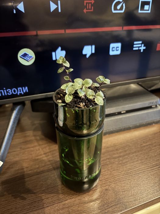 Кашпо з автополивом