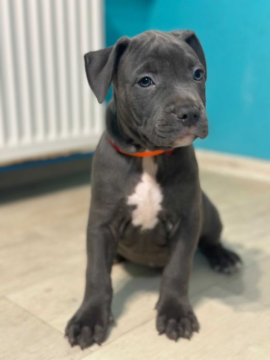 Цуценя хлопчик кобель Амстаффа АСТ американський стаффорд