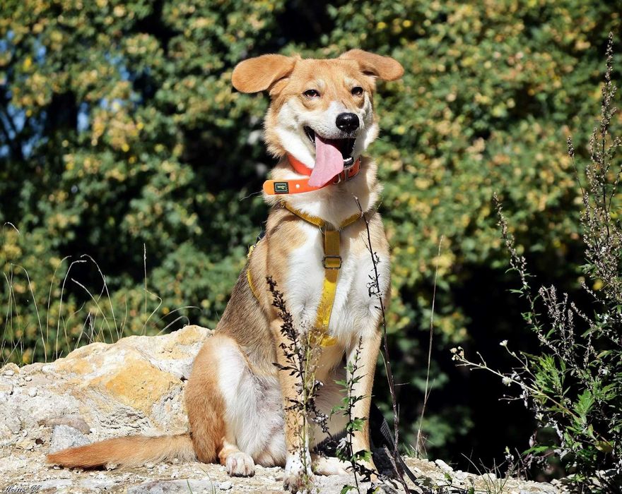 Mała piękna LILI prosi o dom!