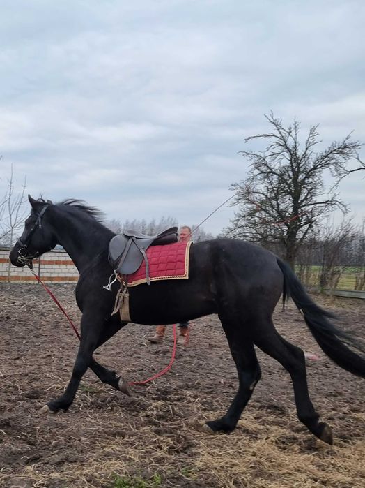 Kary ogier na sprzedaż.