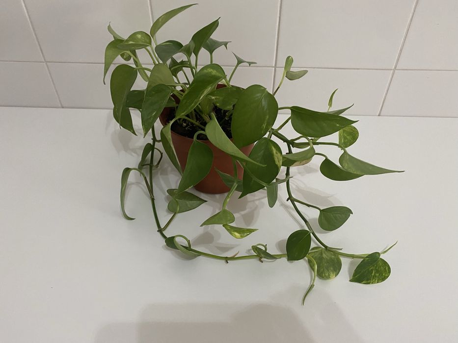 Planta Jiboia | Epipremnum aureum | Pothos