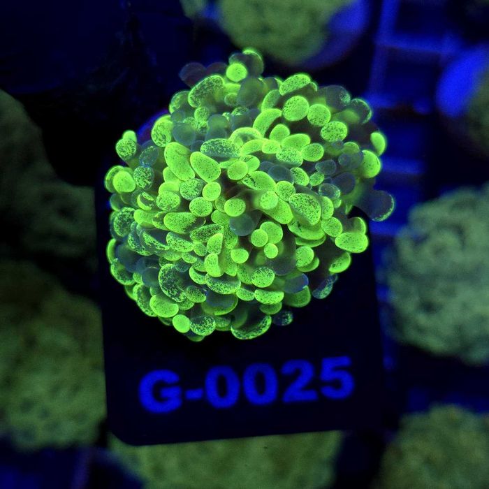 Euphyllia Paraancora Grafted (2 głowy) – koral LPS | akwarium morskie