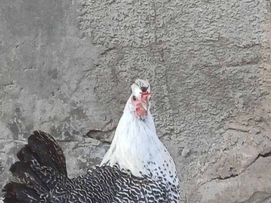 Kurka ozdobna młoda.